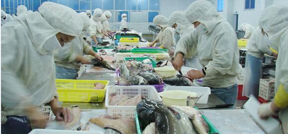 尊龙凯时人生就是赢——鱼类产品生产加工车间